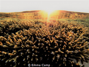 This shot was taken right as the sun set over the reef on... by Emma Camp 